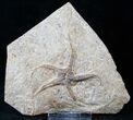 Ophiura Brittle Star Fossil - Morocco #13850-2